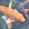 Купить байдарку Тритон для водного туризма