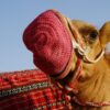 Культурный туризм как фактор сохранения культурного наследия: практические примеры