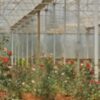 История развития гастрономического туризма: ключевые этапы и особенности
